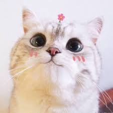 نائلہ کامران avatar