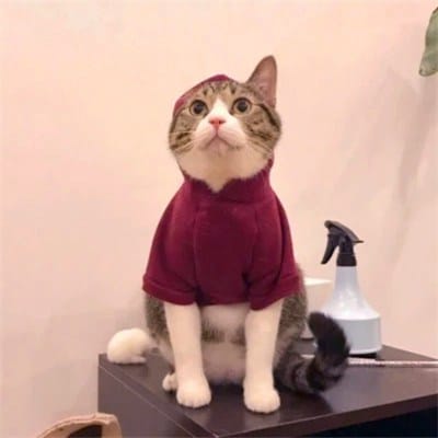 رابعہ بشیر avatar